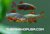 PACK OF 10 - GALAXY RASBORA - CELESTIAL PEARL DANIO